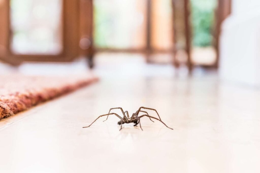 Une araignée au milieu d'une maison